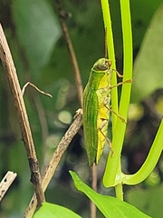 Paracupta samoensis