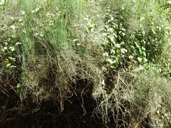 Aristolochia baetica