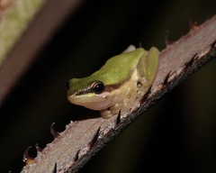 Litoria bicolor