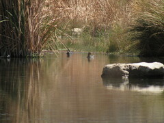 Fulica rufifrons