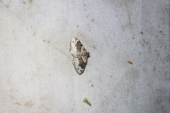 Xanthorhoe
