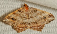 Macaria multilineata