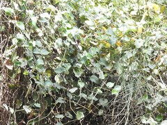 Aristolochia baetica