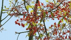 Brachychiton acerifolius