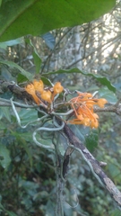 Microcoelia gilpiniae