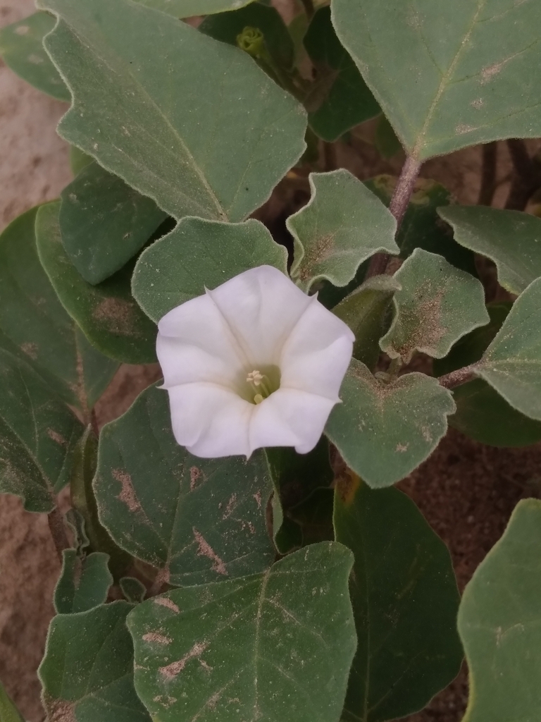 sand thorn-apple