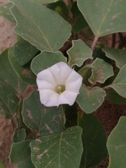Datura arenicola