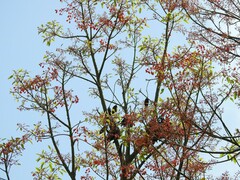 Brachychiton acerifolius