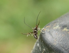 Scythrididae
