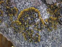 Polycauliona verruculifera