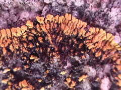 Polycauliona verruculifera