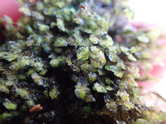 Scapania undulata