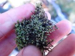 Scapania undulata