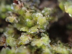Scapania undulata