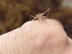 Yersiniops solitarius