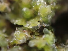 Scapania undulata