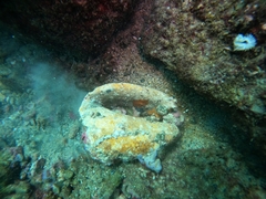 Titanostrombus galeatus