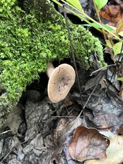 Lactarius colorascens