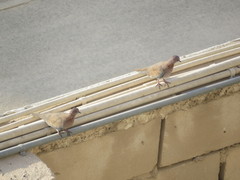 Streptopelia senegalensis