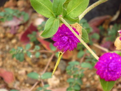 Gomphrena globosa