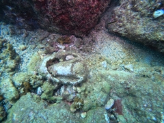 Titanostrombus galeatus