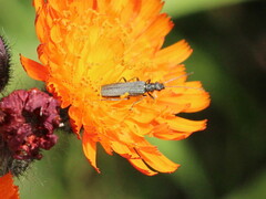 Oedemera
