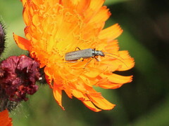 Oedemera