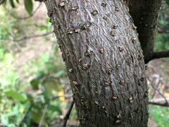 Corynocarpus rupestris arborescens