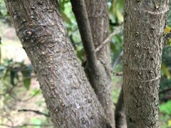 Corynocarpus rupestris arborescens