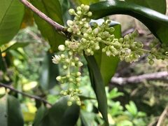 Corynocarpus rupestris arborescens