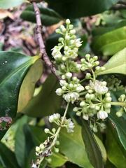 Corynocarpus rupestris arborescens