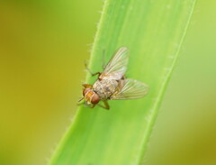 Calyptratae