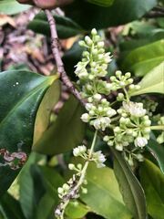 Corynocarpus rupestris arborescens