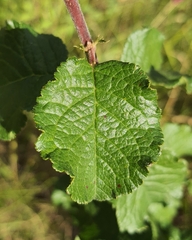 Corylus avellana