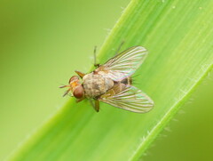 Calyptratae