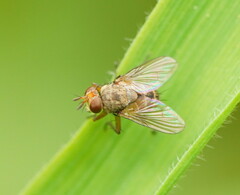 Calyptratae