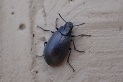Bothrotes canaliculatus