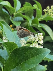Libytheana carinenta mexicana