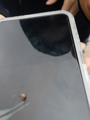 Argyrodes antipodianus