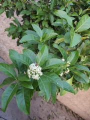 Libytheana carinenta mexicana