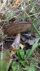 Leccinum scabrum