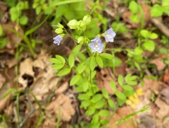 Polemonium reptans