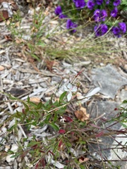 Oenothera filiformis