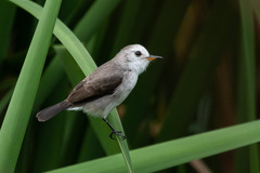 Arundinicola leucocephala