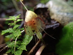 Corybas