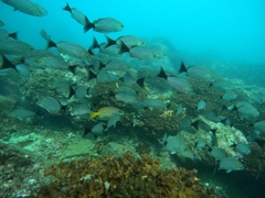 Haemulon maculicauda