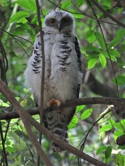 Ninox strenua