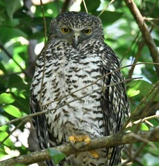 Ninox strenua