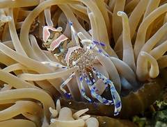 Periclimenes sagittifer