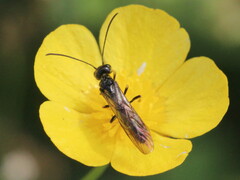 Cephidae